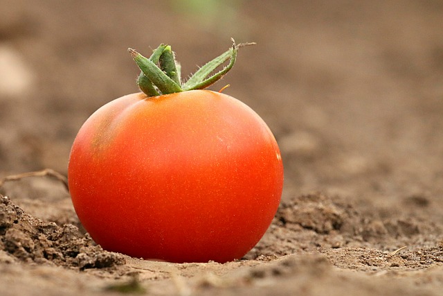 tomato-1531584_640